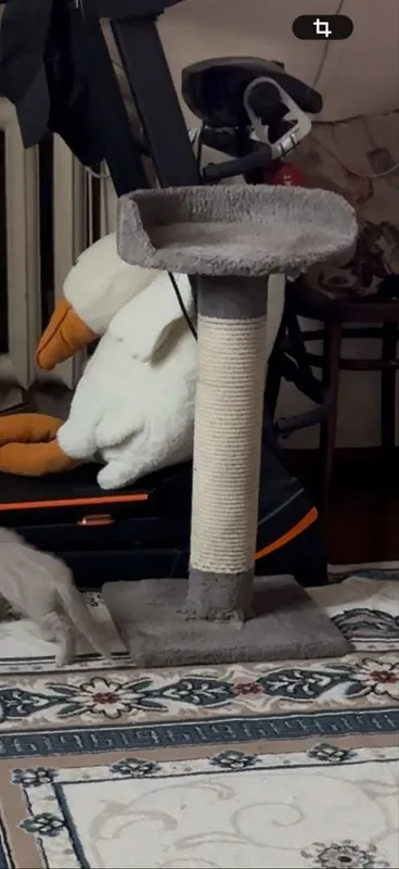 Когтеточка для котенка кошки 2 Когтеточка для котенка кошки 2