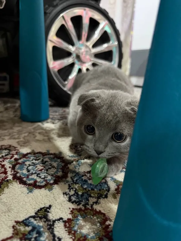 скотиш фолд кошки — фото 4