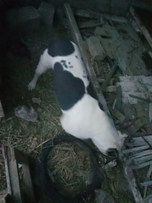 Urgochi pitbul 4 marta tuqan 1 Urgochi pitbul 4 marta tuqan 1