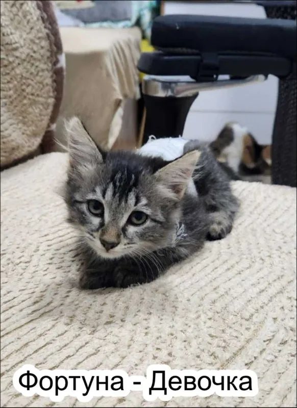 Отдам котят в добрые руки! 6 Отдам котят в добрые руки! 6