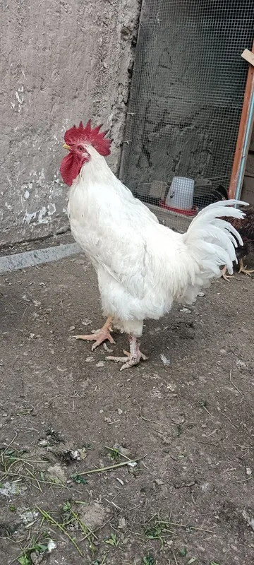 Xuroz sotiladi Azadbash