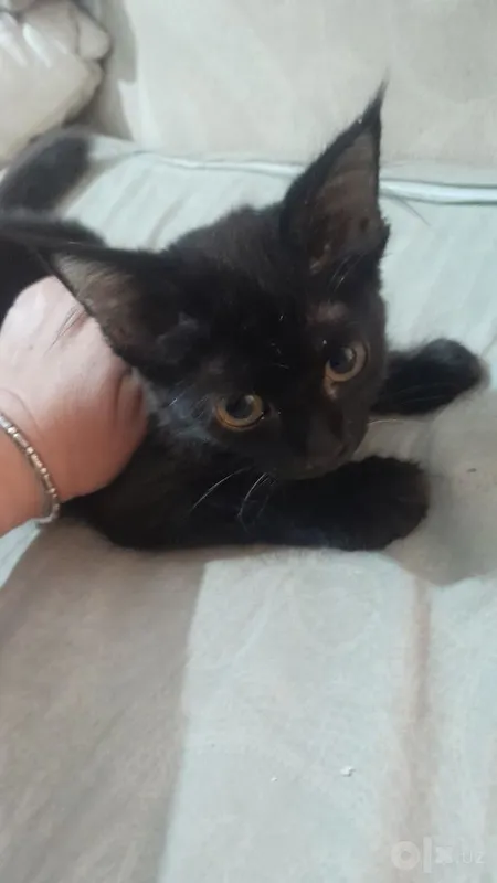 Подарю котенка шоколадку лесная норвежская родители привезенные 3 Подарю котенка шоколадку лесная норвежская родители привезенные 3