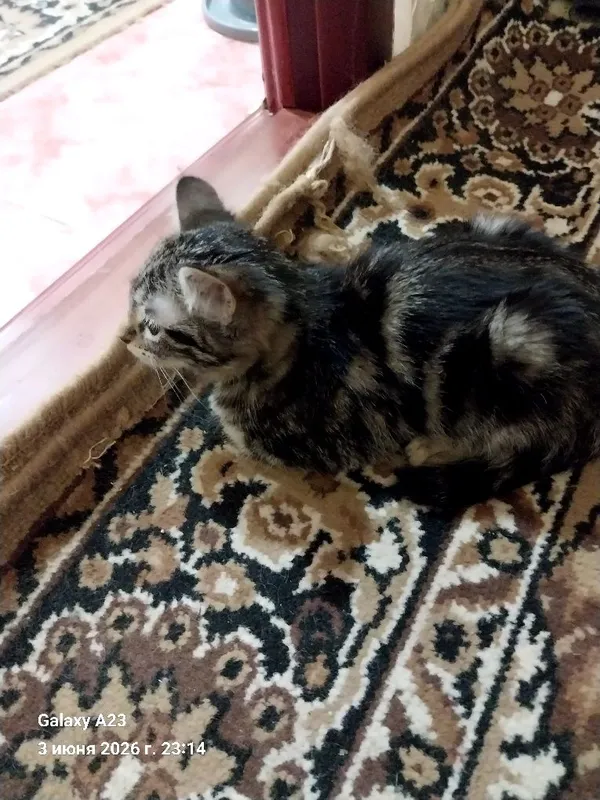 Отдам домашних котят в заботливые руки — фото 2