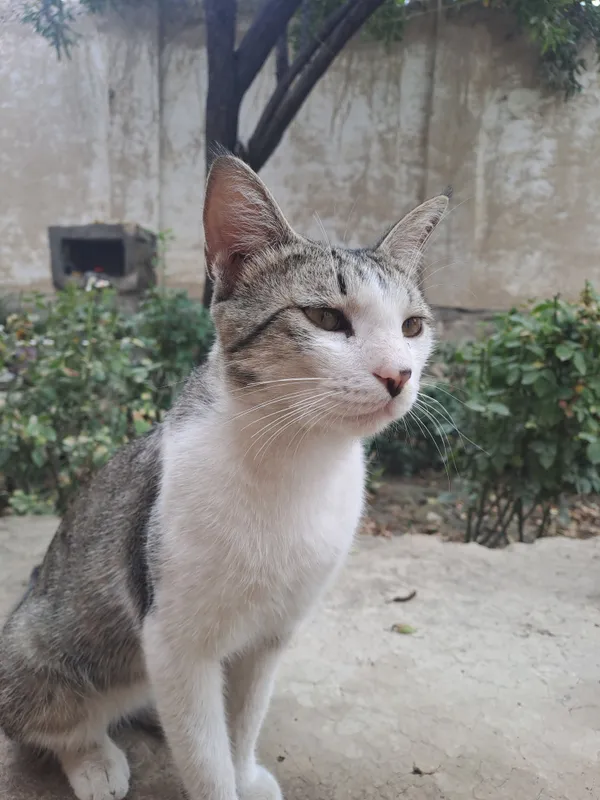 Домашний кот 2