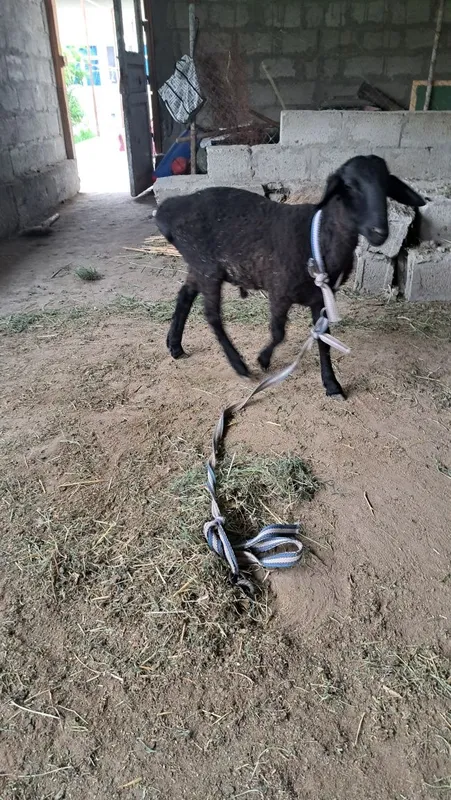 Qazoqi qo'chqorcha satiladi — фото 3