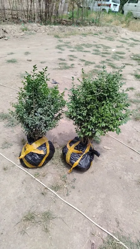 Shamshod kuchati 50.000 1 Shamshod kuchati 50.000 1