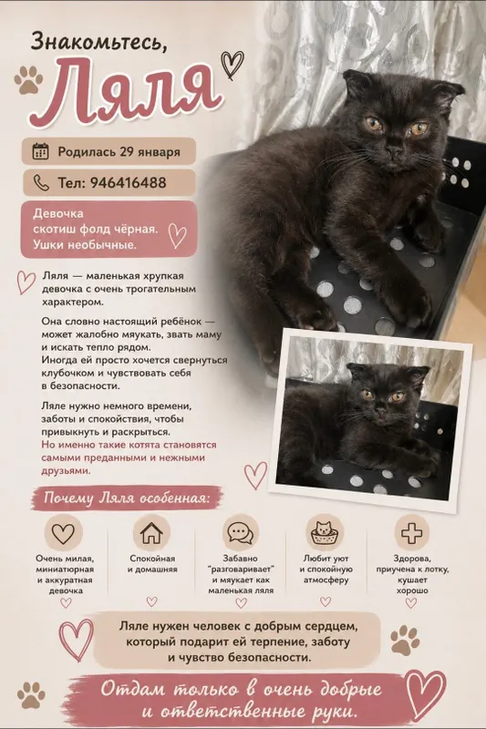 В добрые руки отдаём породистых котят скотишстрайт — фото 4