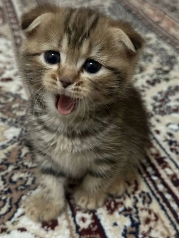 Кошки милые Шиншилла мальчик 5 Кошки милые Шиншилла мальчик 5