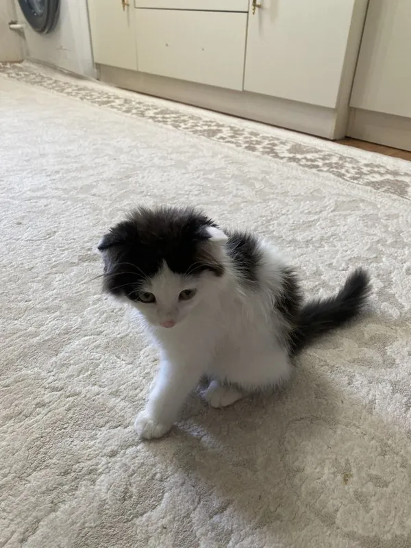 приученный к рукам породистый котёнок со своими вещами 2
