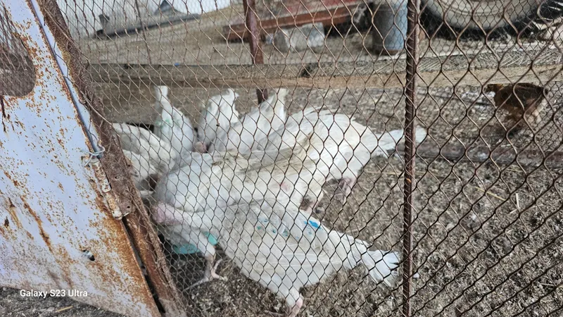 галант куркалар