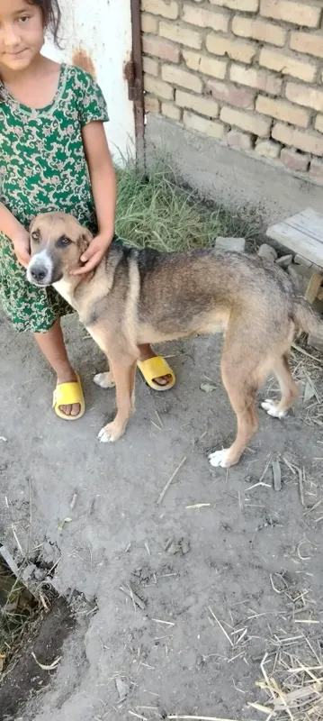 Продаётся щенок, 100 000, цена ещё обсуждается 1 Продаётся щенок, 100 000, цена ещё обсуждается 1
