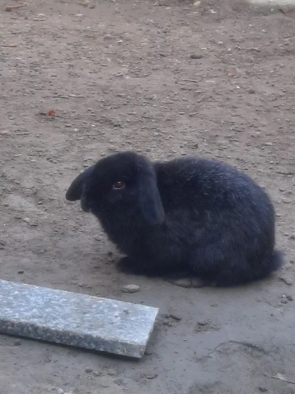 Holland Lop (mini) — фото 2