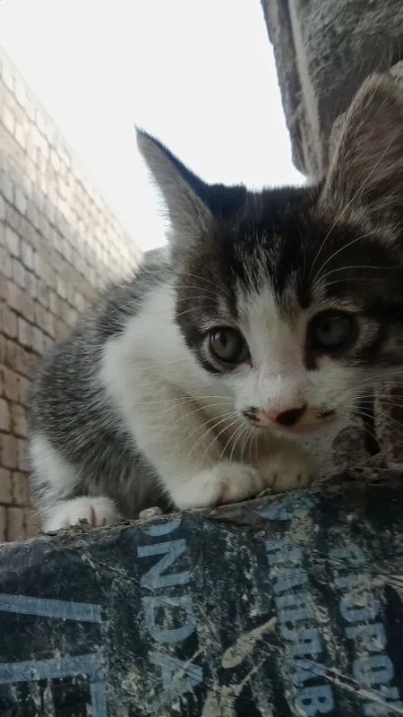3 oylik mushukcha sotiladi soğlom urğochi — фото 1