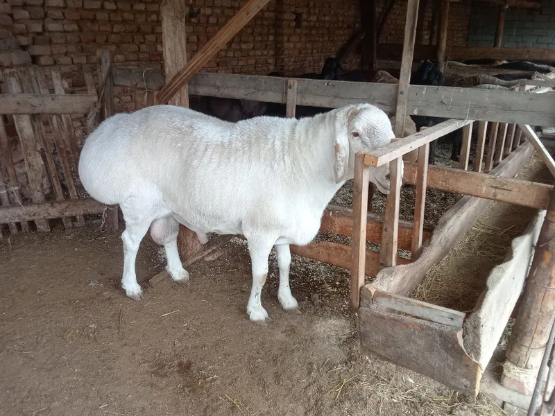Asalom alekum Qurbon Xayitga Qoylarimiz bor — фото 4
