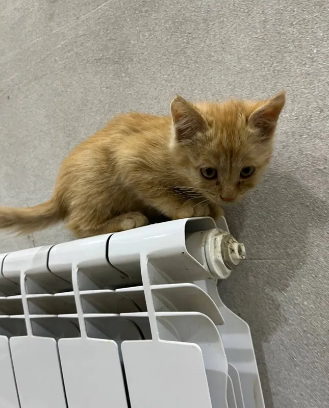 Котёнок отдаётся в добрые руки 2 Котёнок отдаётся в добрые руки 2