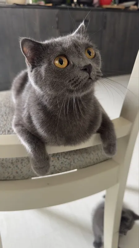Scottish. Fold 2 6 Scottish. Fold 2 6