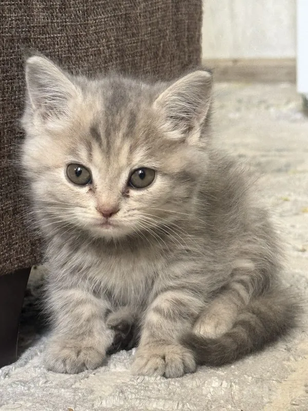 Mushuk bolalari 2 oylik 2 Mushuk bolalari 2 oylik 2