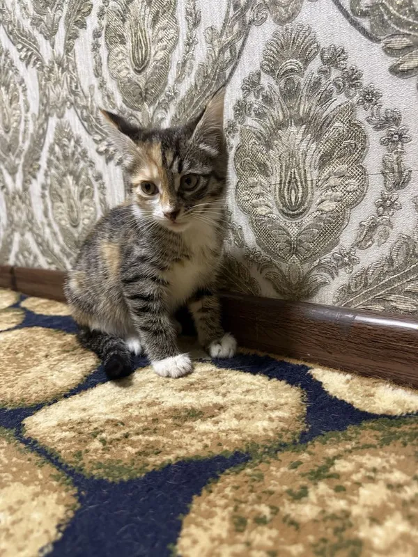 Котенек отдаем даром — фото 1