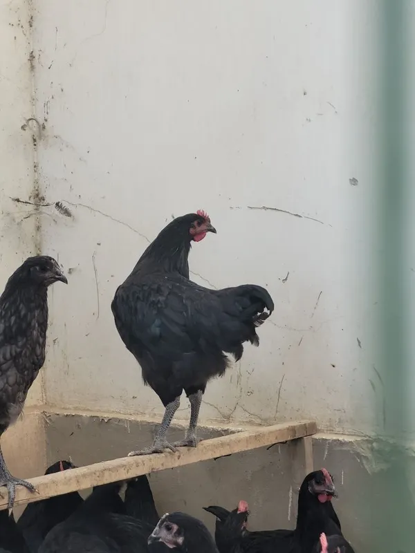Qora Shahzoda Tovuq Horozlar