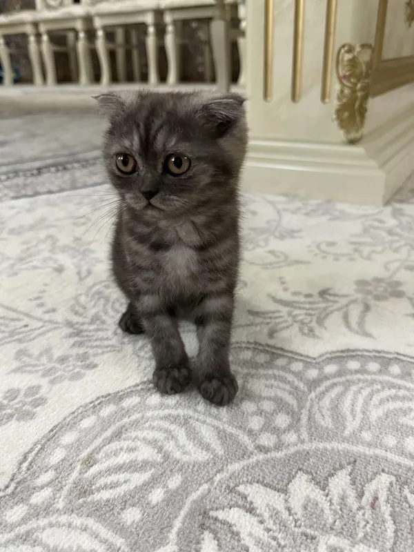 Продаётся котята — фото 3