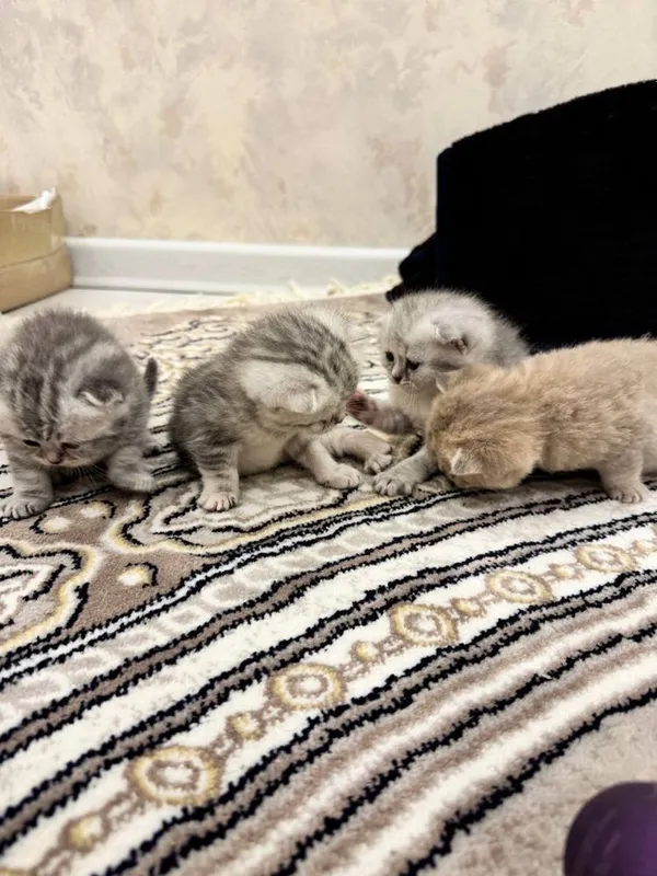Мушук сотилади тозза зотдор