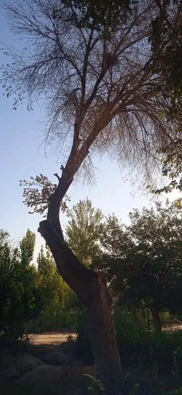 Narvon daraxti sotiladi ! 1 Narvon daraxti sotiladi ! 1