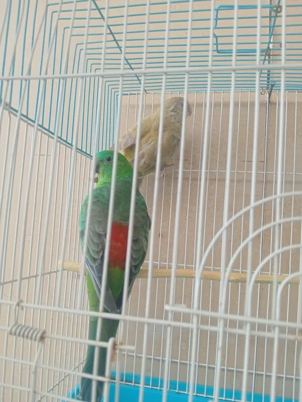 Papugay toʻti sotiladi 3 Papugay toʻti sotiladi 3