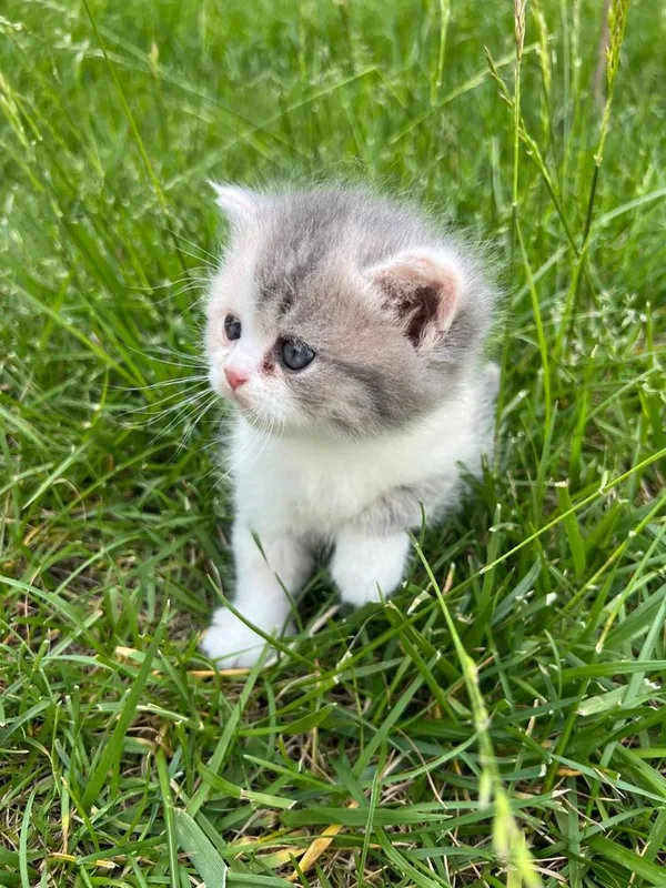 котята скотиш фолд — фото 3