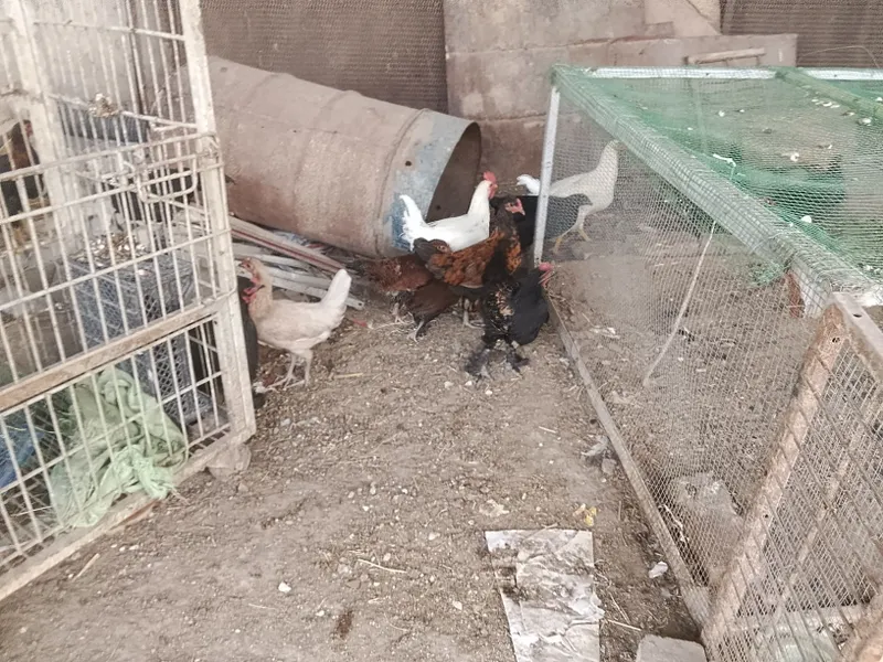 Turli turdagi tovuq va xoʻrozlar sotiladi — фото 4