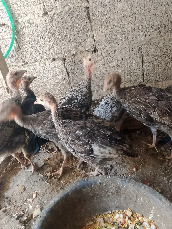 2 oylik kurks jujalari sotiladi manzil buxoro vobkent 2