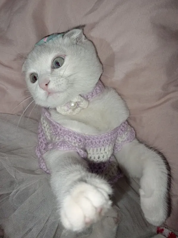 Вязка! Приглашаем кота красавчика. — фото 3