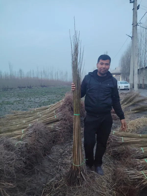 Terak kochatlari