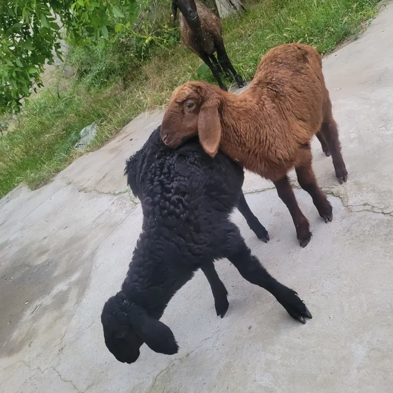 qoy ikta qozichogi bilan ona bola — фото 4