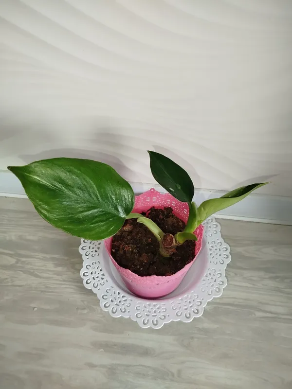 Feladendron Belaya prinsesa