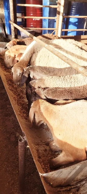 Sovluq boĝoz sotiladi 3 Sovluq boĝoz sotiladi 3
