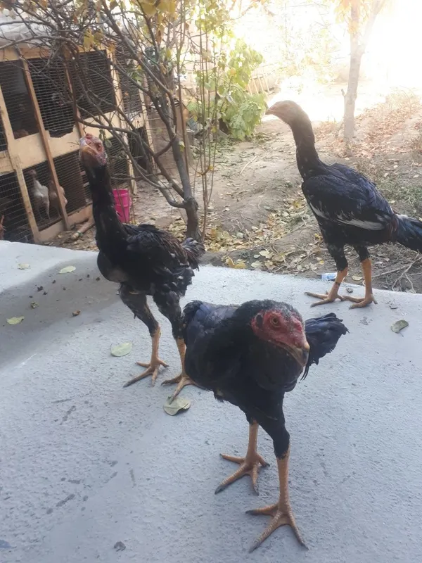 Dakan xurozlar sotiladi 2 Dakan xurozlar sotiladi 2