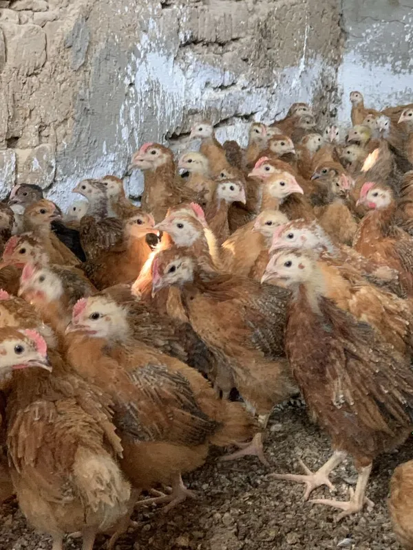 Xan xyap koreya parodasi 1 oylik jo’jalar bor 4 Xan xyap koreya parodasi 1 oylik jo’jalar bor 4