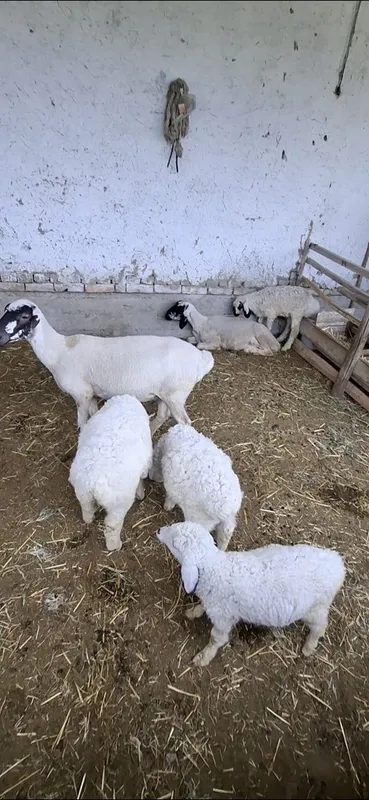 Qora quloq hisori ona-bola qo‘ylar — фото 1