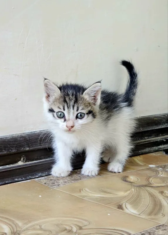 Милые котята , домашние! — фото 3