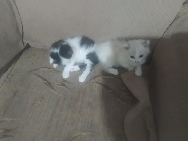 котята 6 штук