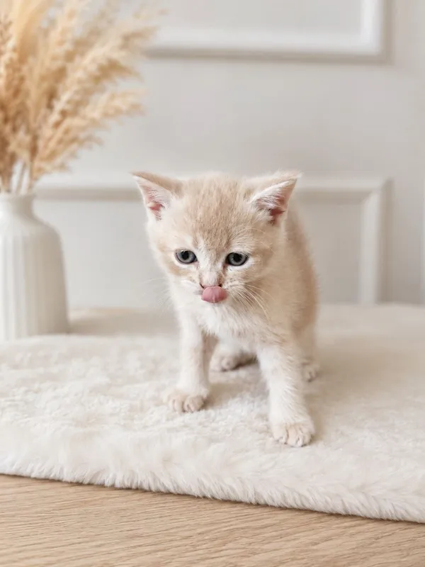 Продаются котята скоттиш фолд и скоттиш страйт 1