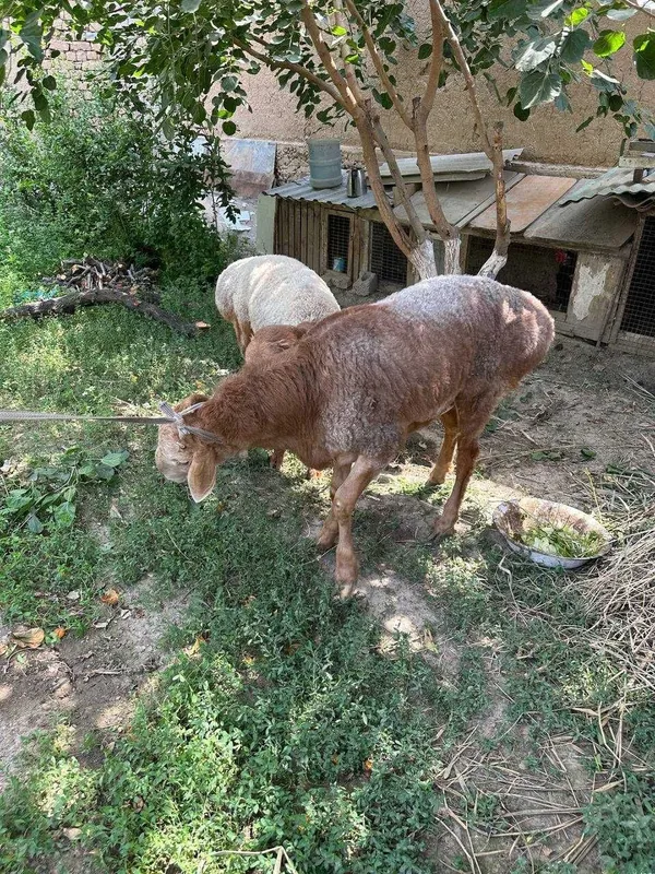 Qoʻchqorlar (кучкор) sotiladi