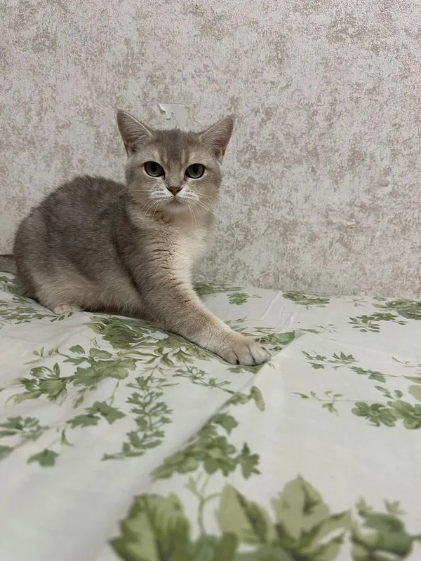 Mushuk zotili keliwamiza narxini 4 Mushuk zotili keliwamiza narxini 4