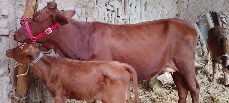 Mol sotiladi ona bola kafolati bilan 4