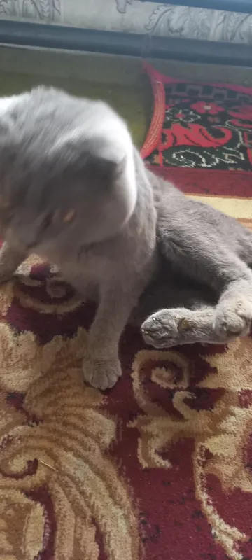 Scottish Fold shoklandiya qiyshiq quloq mushugi — фото 6
