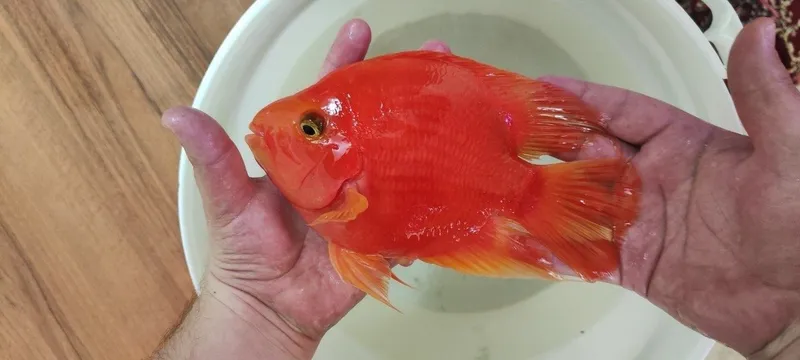 Kingkong papugay (kong parrot) bolalari sotiladi