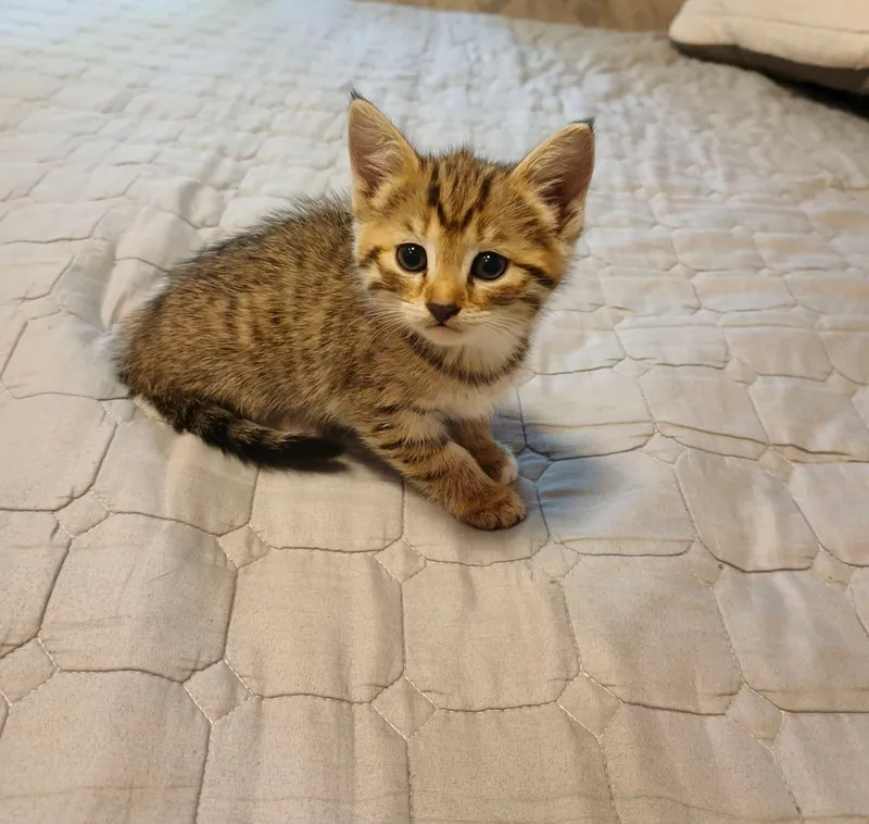 Отдам даром котят — фото 2