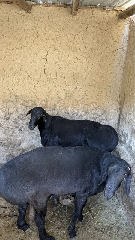 Qo’chqorlar uyda boqilgan 1 Qo’chqorlar uyda boqilgan 1