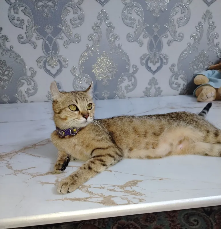 Кошка Шиншилла Продается