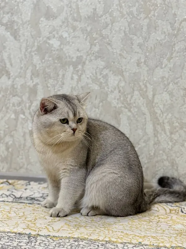 Шиншилла окраски ли кошка 5 Шиншилла окраски ли кошка 5